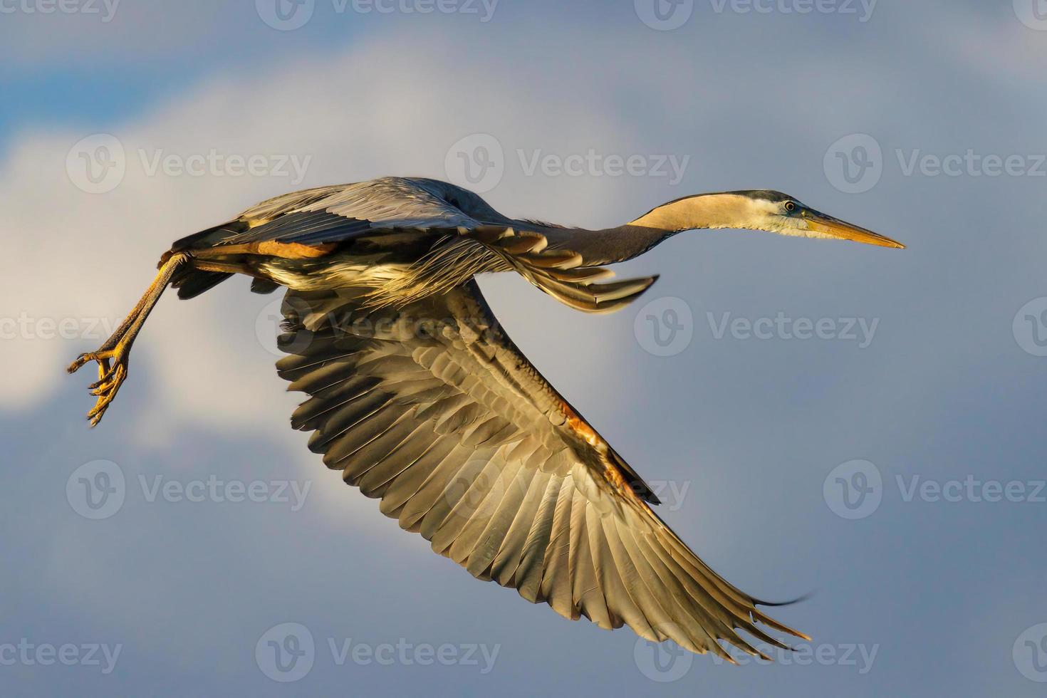 trovato nella maggior parte del nord america, il grande airone blu è l'uccello più grande della famiglia degli aironi. foto