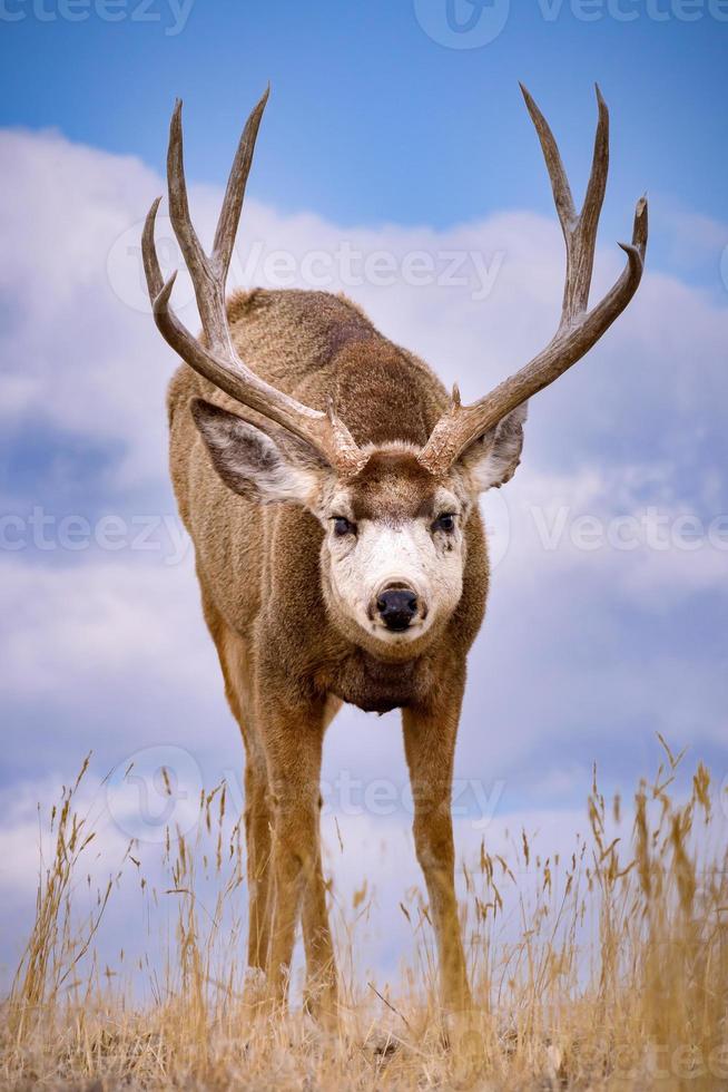 cervo mulo. fauna selvatica del Colorado. cervo selvatico sulle alte pianure del Colorado foto