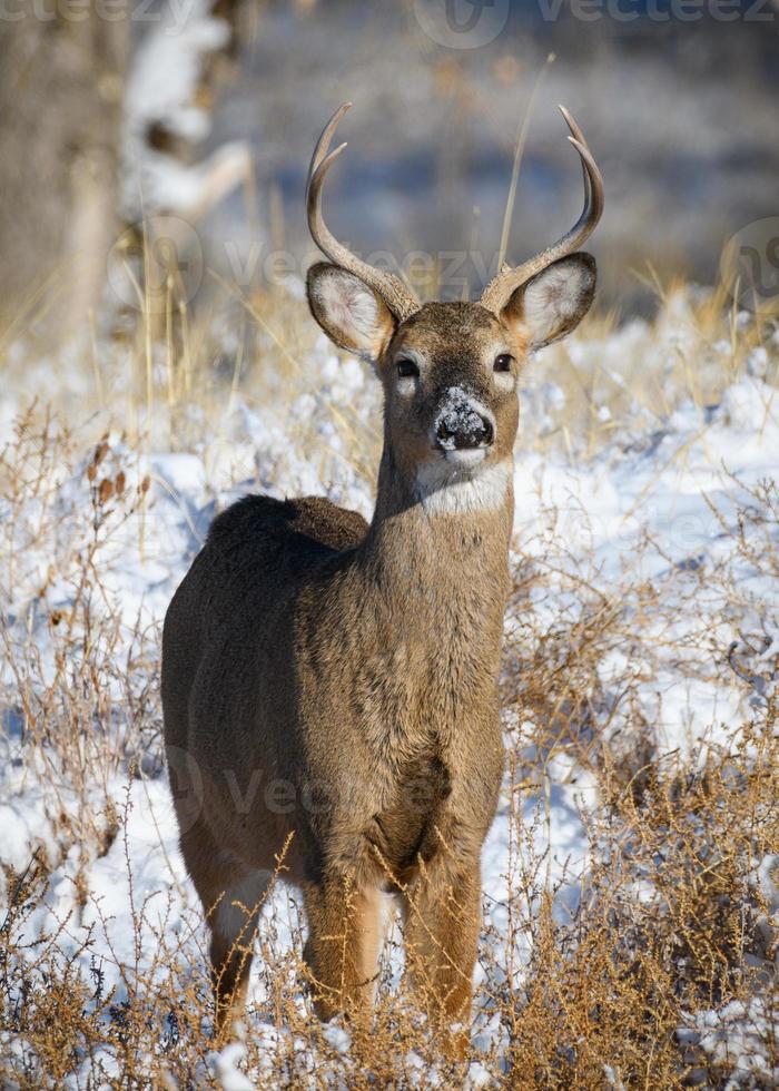 fauna selvatica del Colorado. cervo selvatico sulle alte pianure del Colorado. giovane cervo dalla coda bianca nella neve. foto