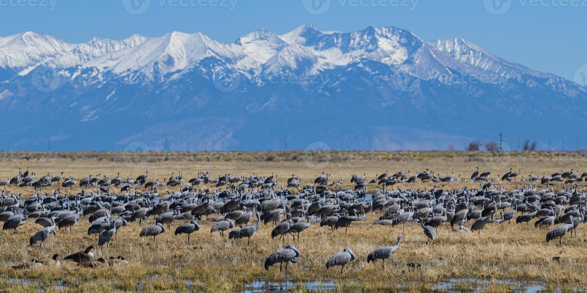 migrazione delle gru sandhill maggiori a monte vista, colorado foto