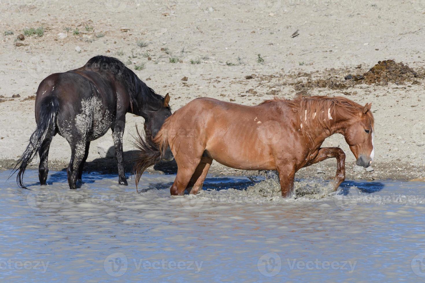 cavalli mustang selvaggi in colorado foto