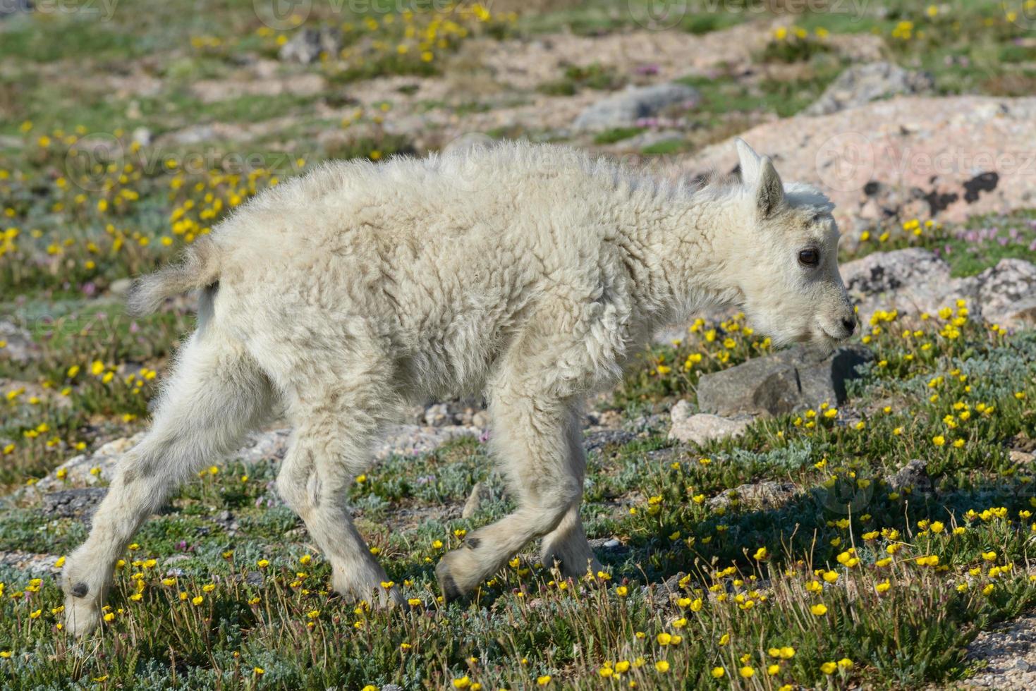 capre di montagna selvatiche delle montagne rocciose del Colorado foto