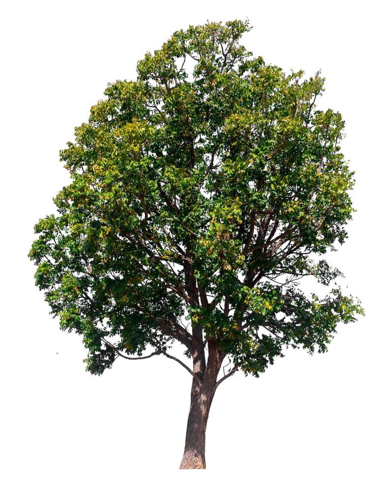 albero isolato su sfondo bianco foto