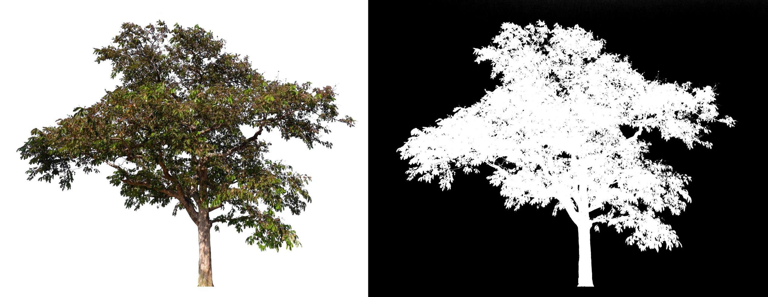 albero isolato su sfondo bianco con tracciato di ritaglio foto