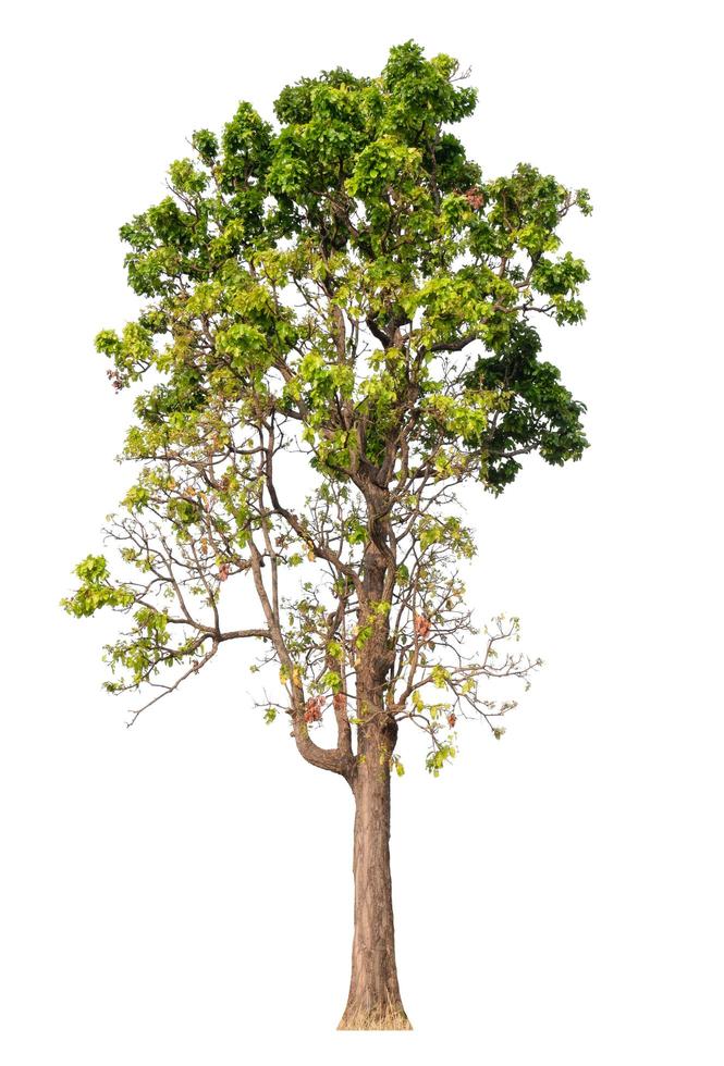 grande albero isolato su sfondo bianco con tracciato di ritaglio foto