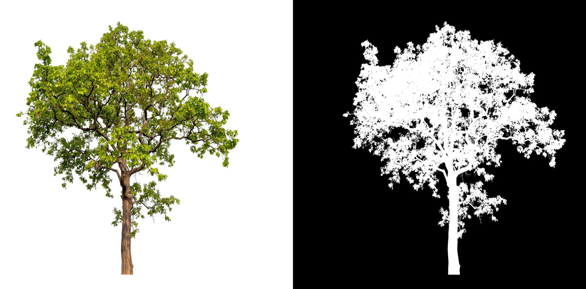 singolo albero isolato su sfondo bianco con tracciato di ritaglio foto