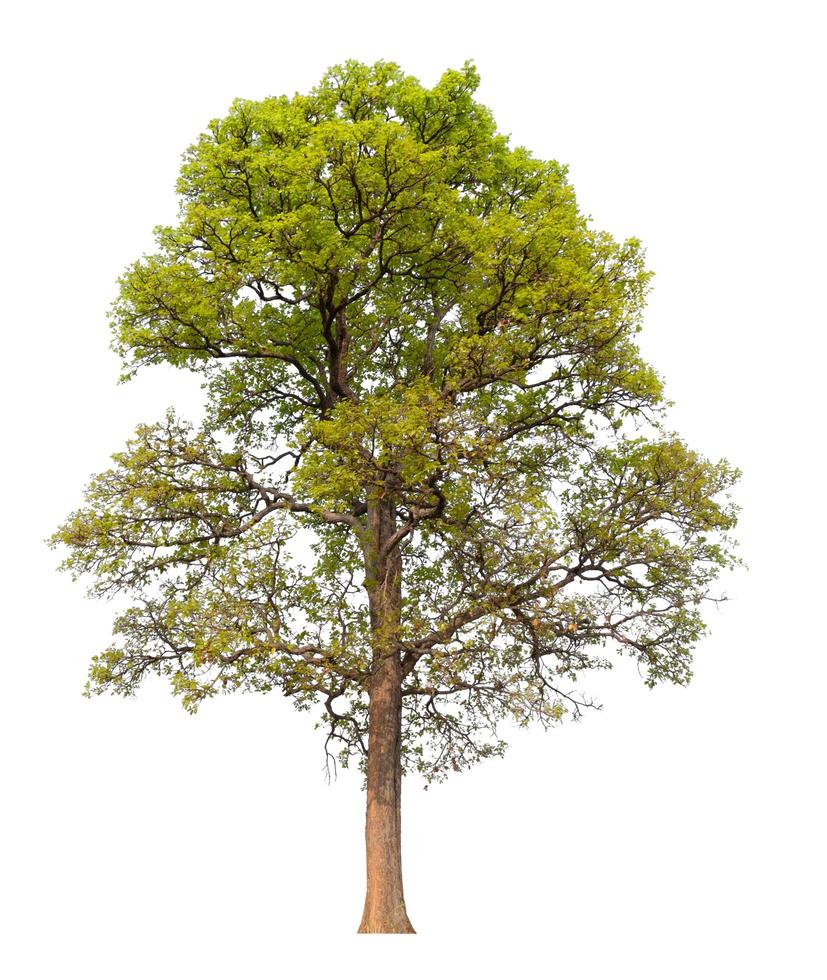 grande albero isolato su sfondo bianco con tracciato di ritaglio foto