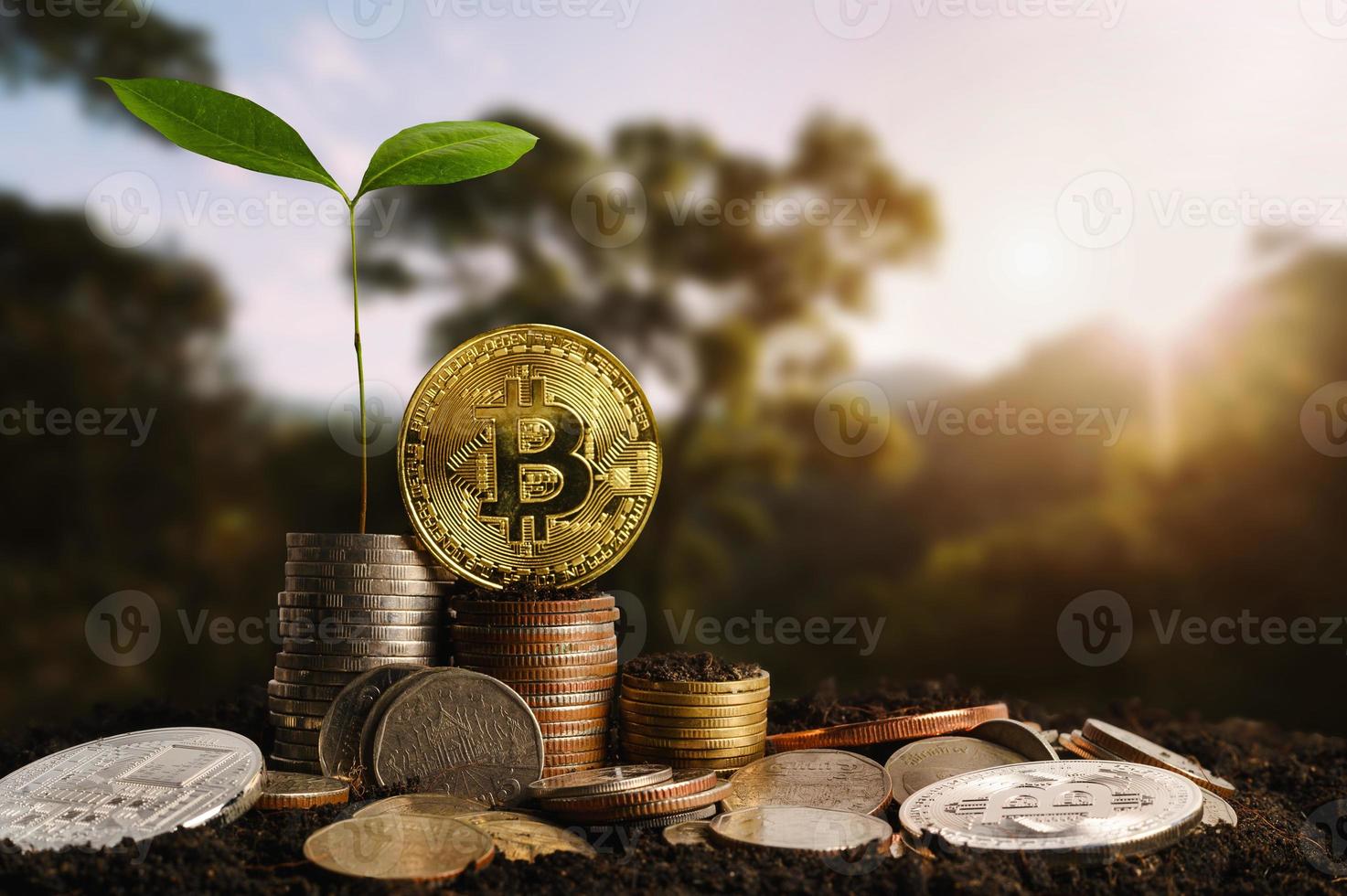 passo di crescita delle piante sulle monete. concetto di finanza e contabilità. criptovaluta - litecoin, bitcoin, ethereum foto
