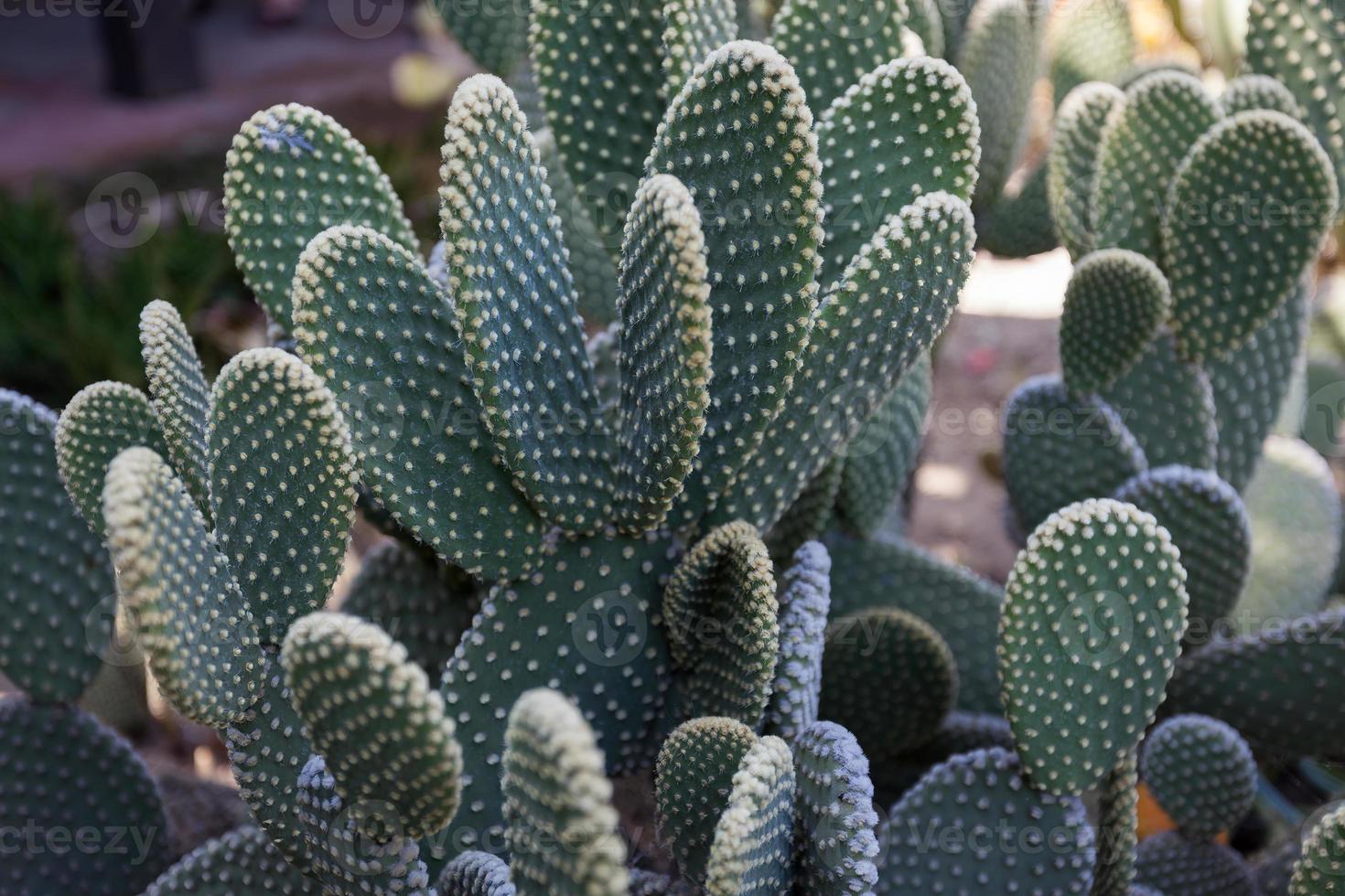 cactus che crescono in olvera street los angeles foto