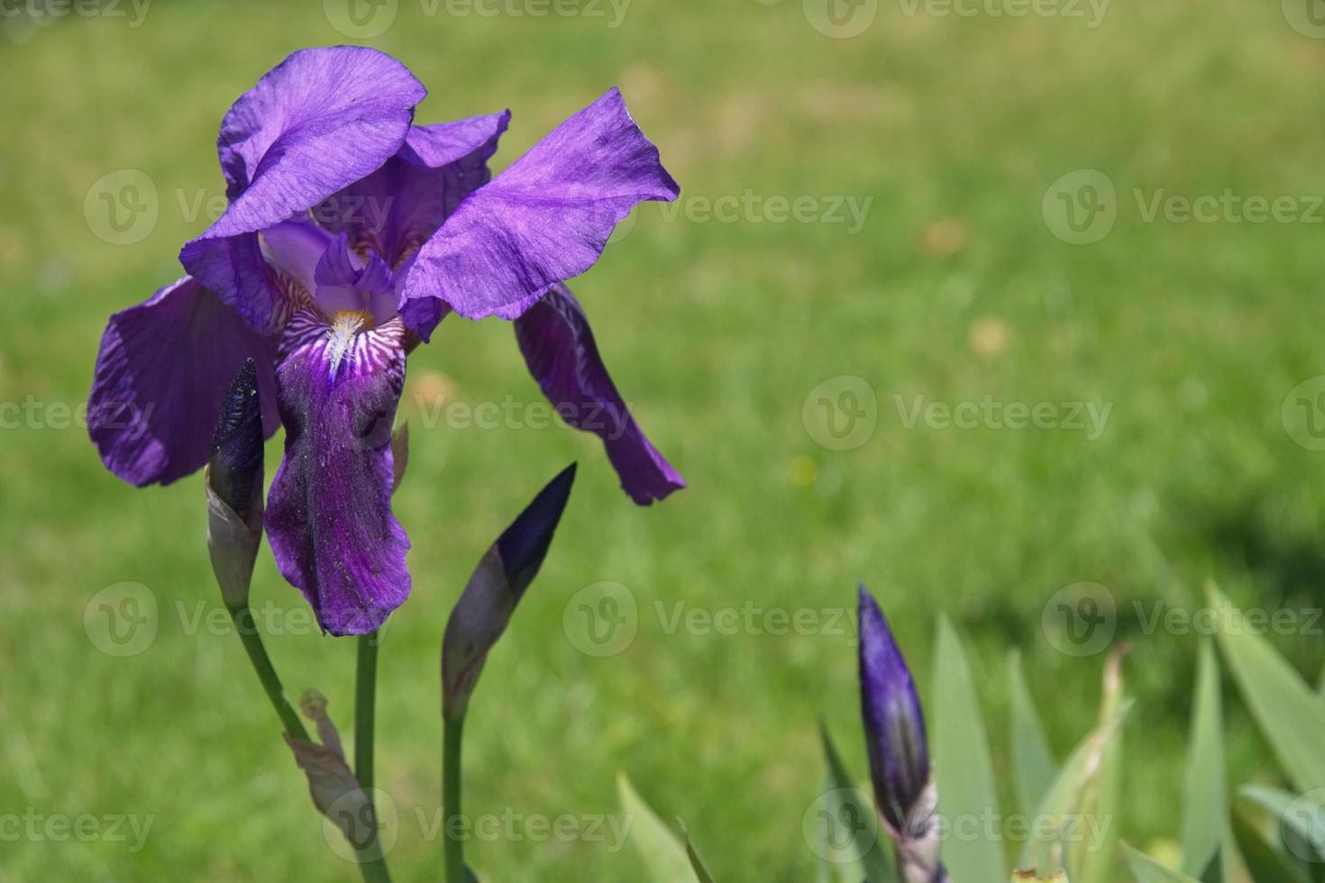 iris che fiorisce in un giardino all'inglese foto