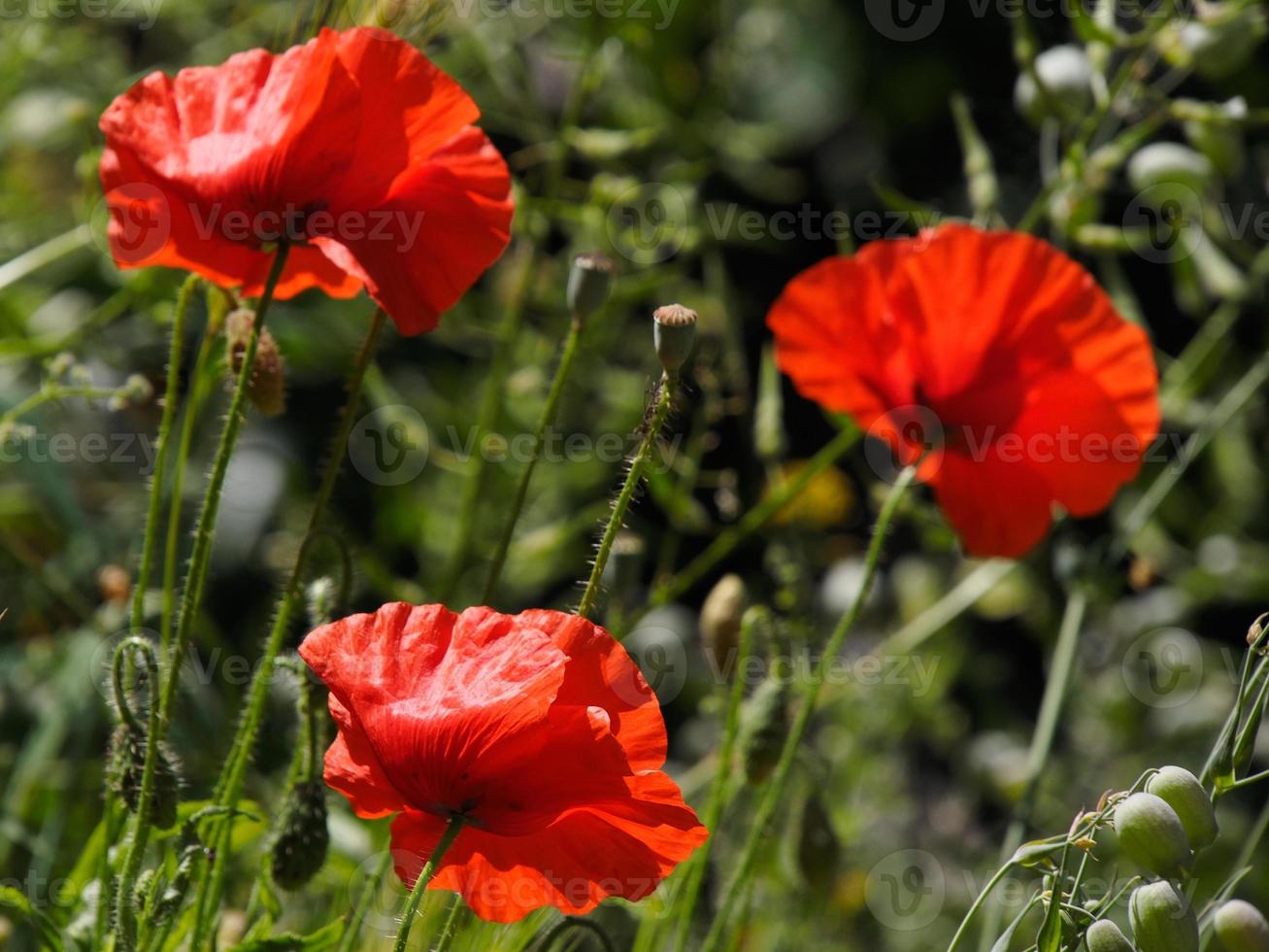 papaveri in fiore a ronda spagna foto