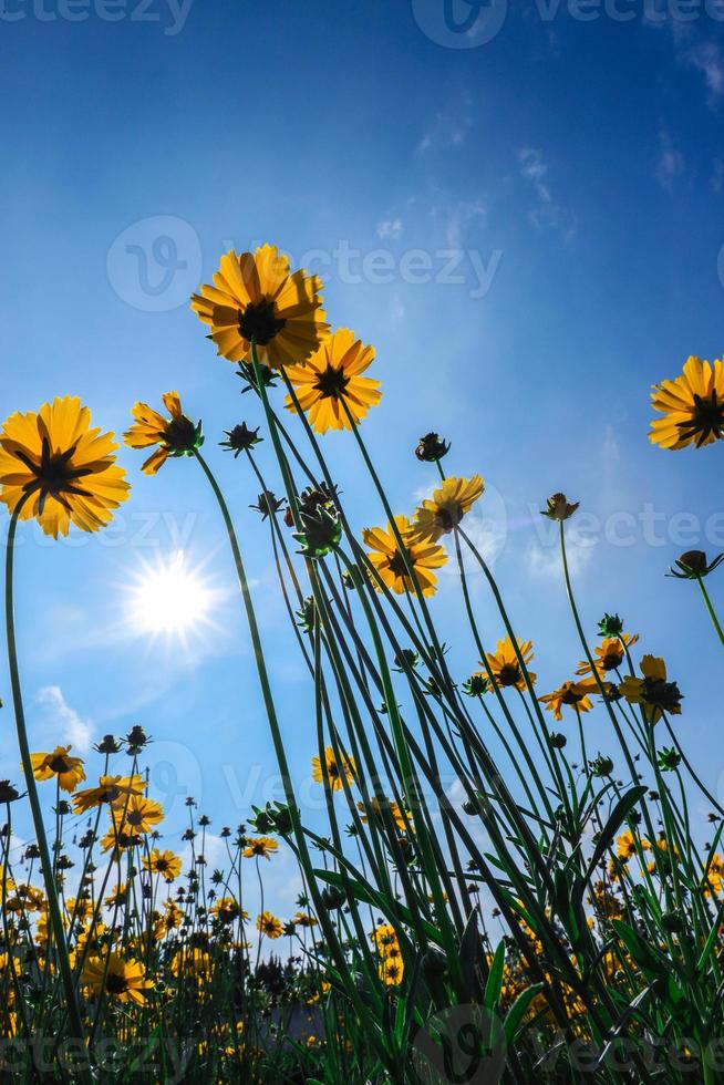 bellissimi girasoli sotto il cielo blu con il sole splende per lo sfondo della natura foto