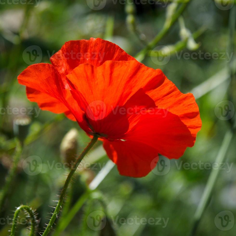 papaveri in fiore a ronda spagna foto