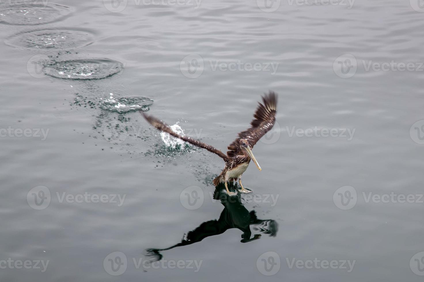 pellicano bruno che sbarca nel mare di monterey foto