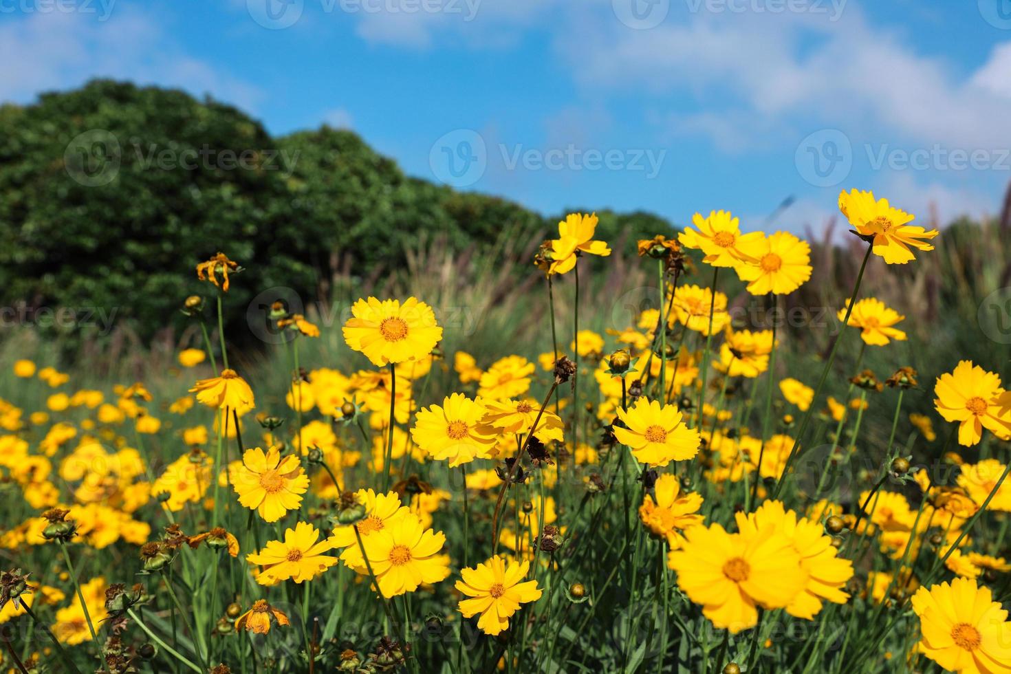 fiori gialli di camomilla sul prato foto