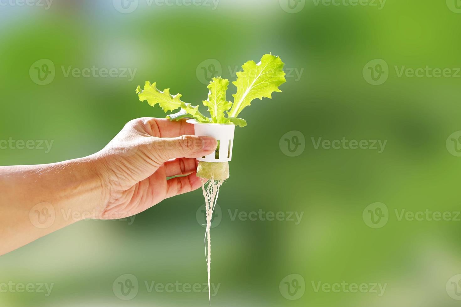 mano del giovane che tiene un vaso idroponico bianco con piantine di ortaggi che crescono su una spugna. coltivare verdure senza concetto di suolo. foto