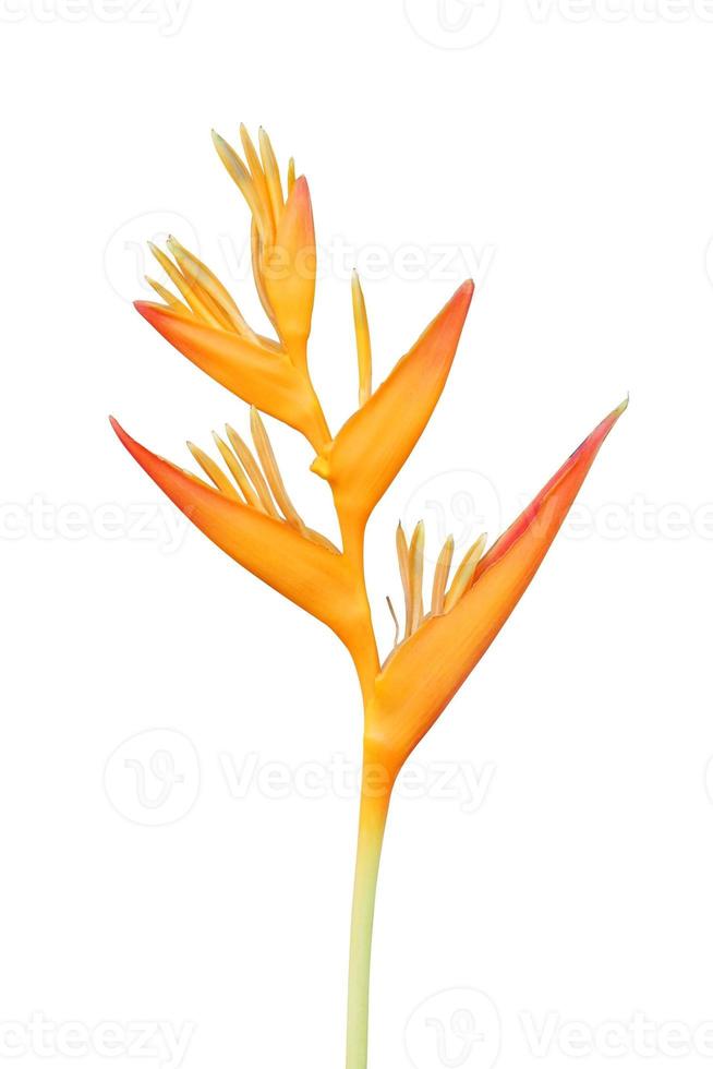 fiore di heliconia isolato su sfondo bianco con tracciato di ritaglio. foto