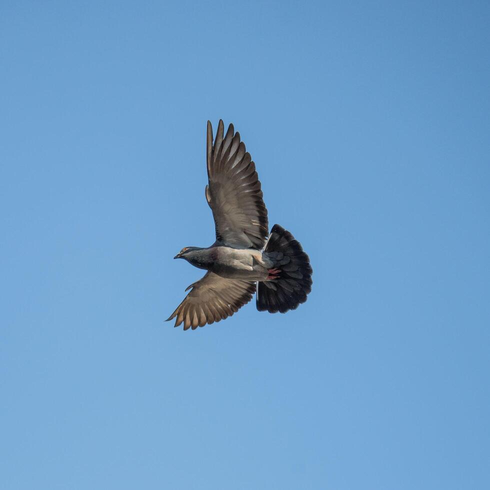 i piccioni in volo, il colombo selvatico ha piume grigio chiaro. ci sono due strisce nere su ciascuna ala. ma sia gli uccelli selvatici che quelli domestici hanno una grande varietà di colori e modelli di piume. foto