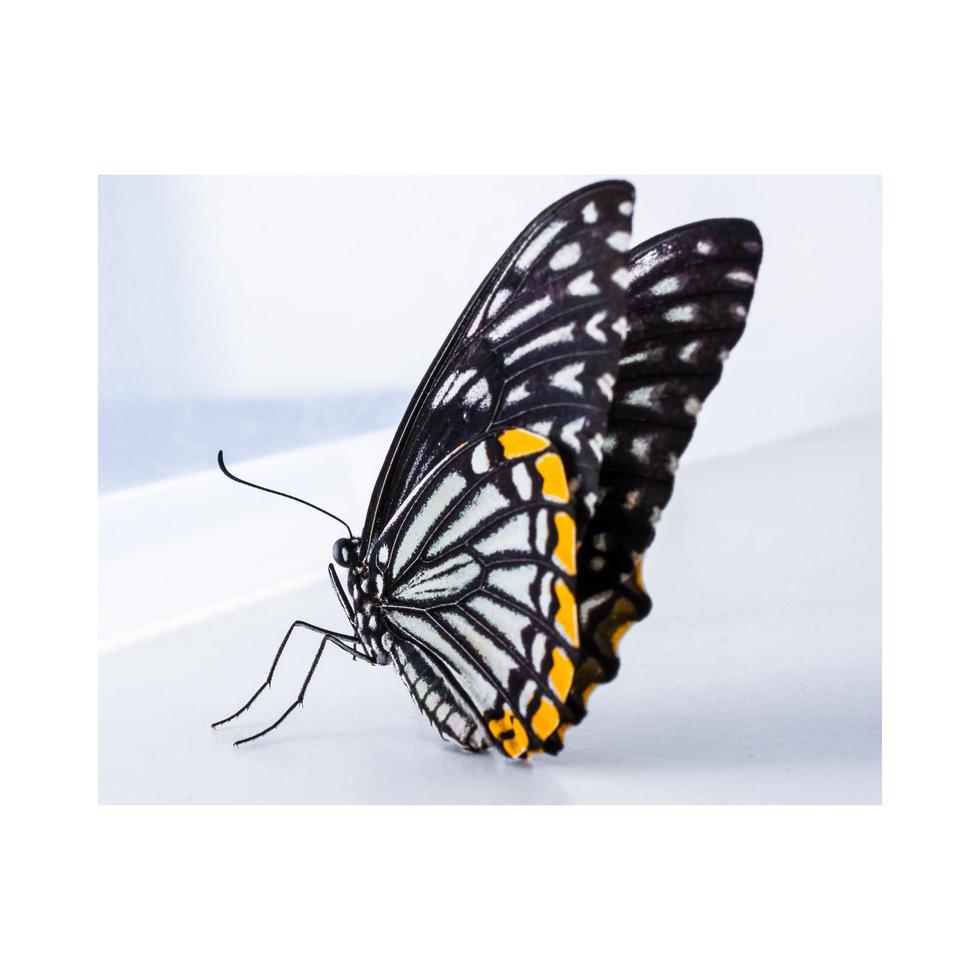 farfalla colorata solitario su uno sfondo bianco. foto