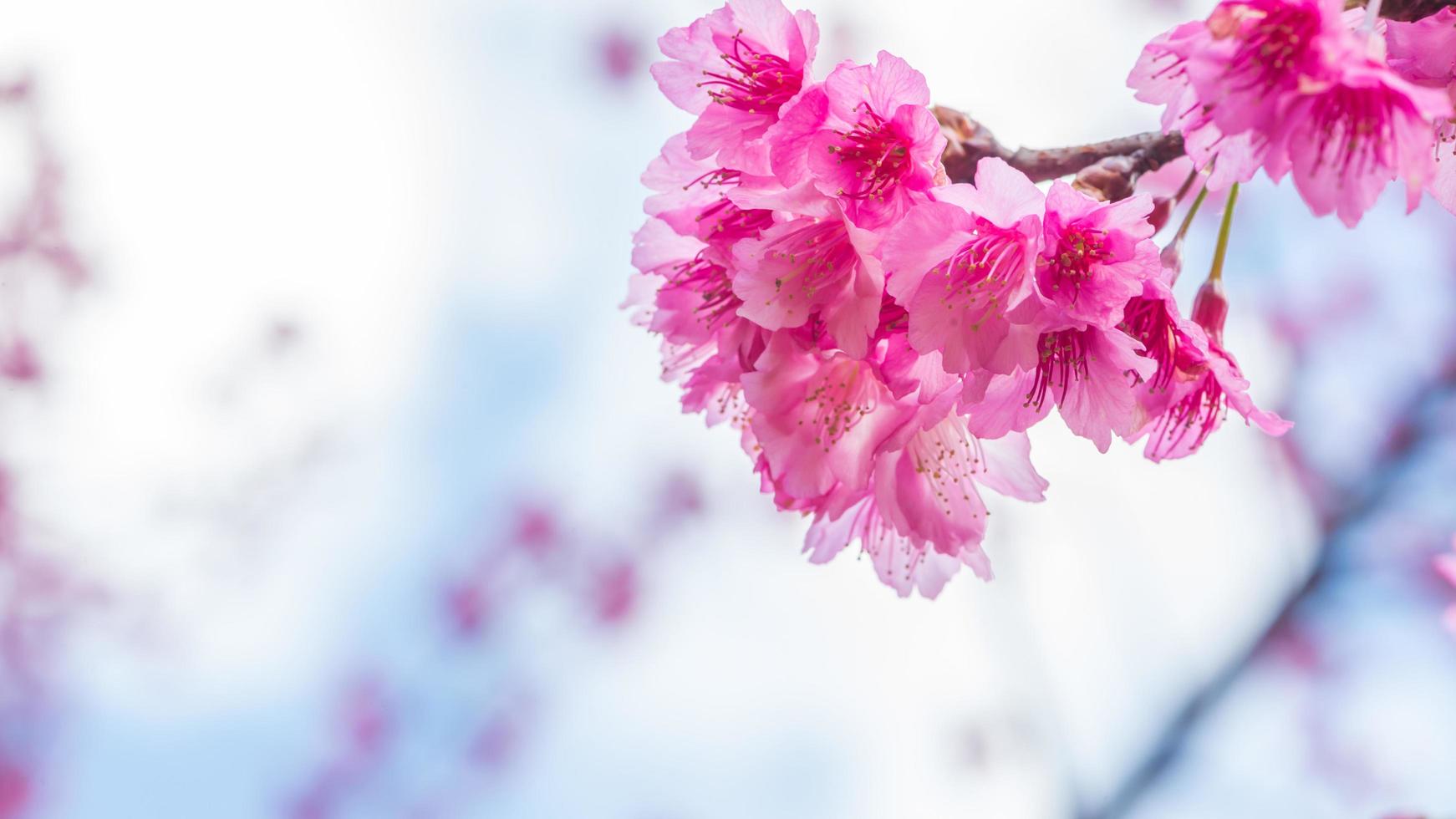 sfondo natura fiore san valentino prunus cerasoides foto