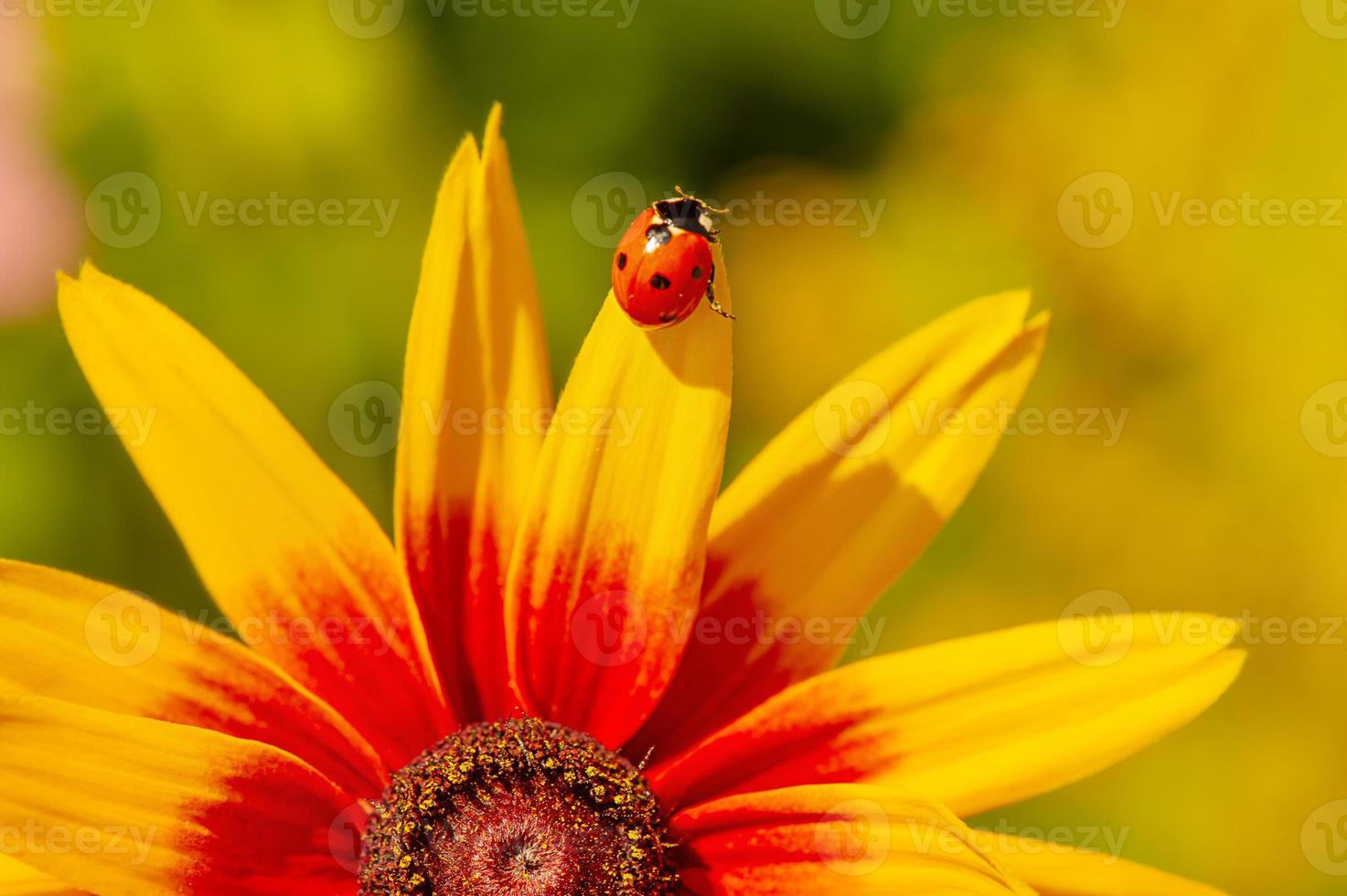 natura macro. foto ravvicinata del fiore di echinacea con coccinella sui petali.