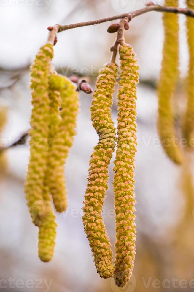 nocciole in fiore all'inizio della primavera. foto