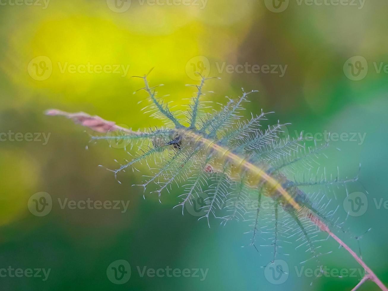 macro insetti, farfalle, falene, mosche, zanzare, bruchi, mantide su ramoscelli, fiori in foglia a sfondo naturale foto