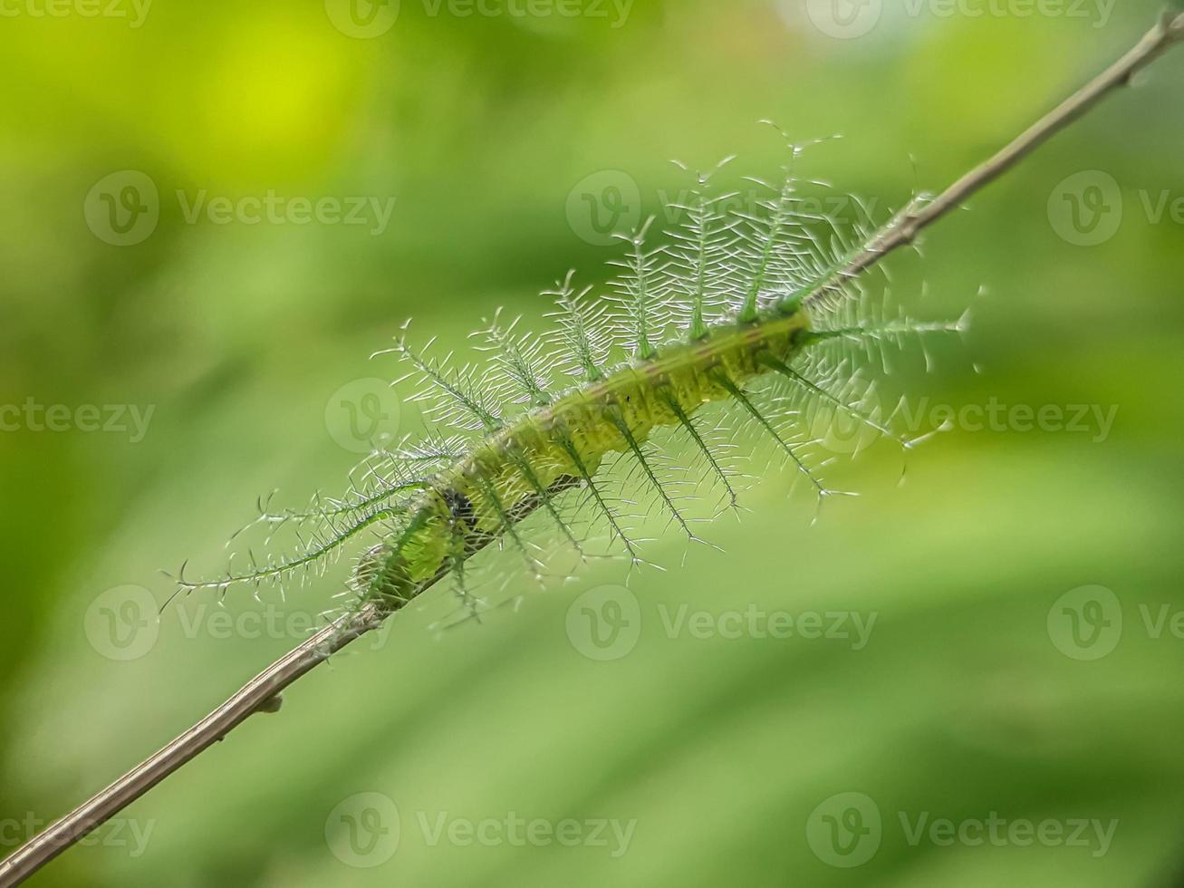 macro insetti, farfalle, falene, mosche, zanzare, bruchi, mantide su ramoscelli, fiori in foglia a sfondo naturale foto