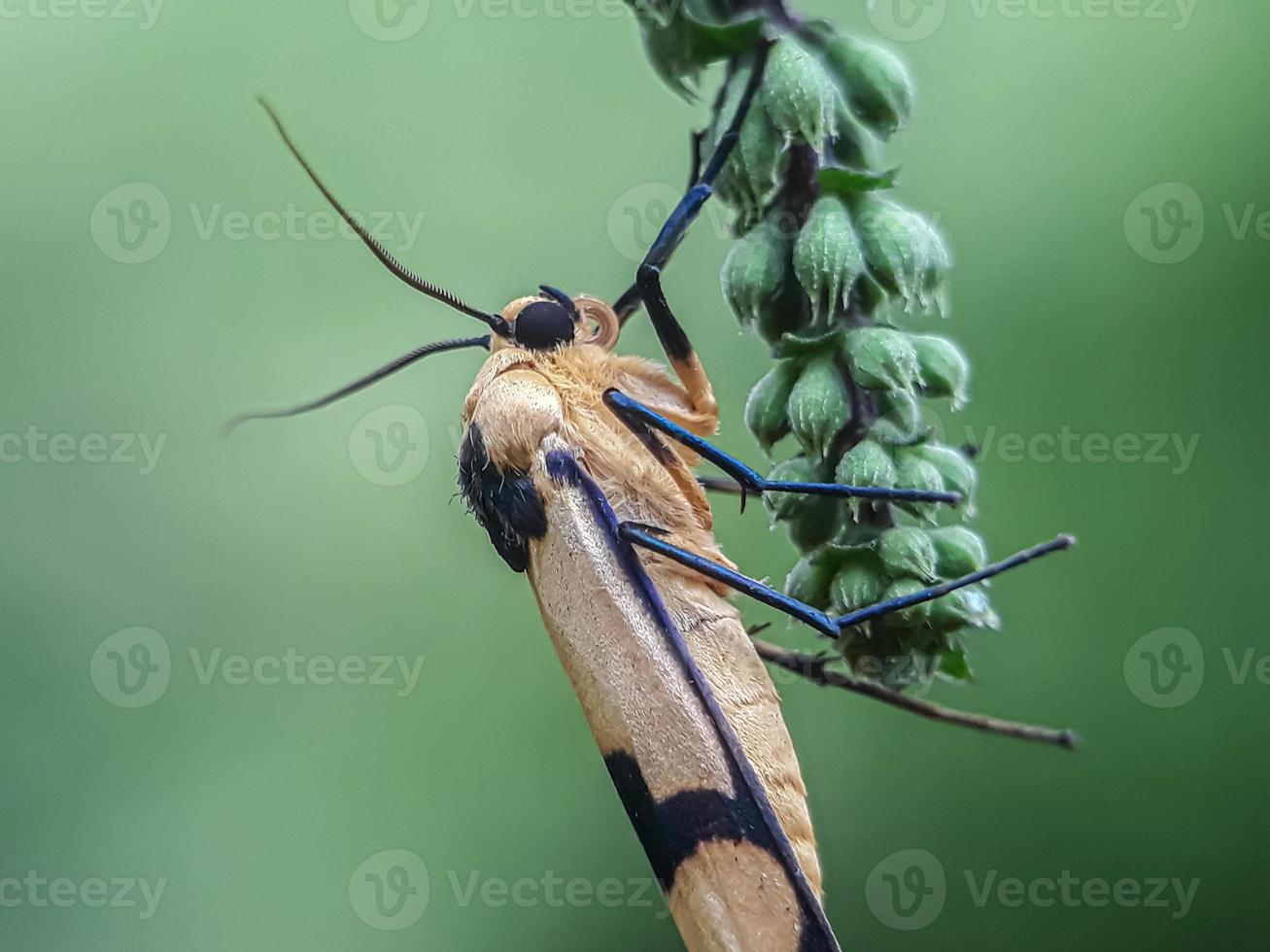 macro insetti, farfalle, falene, mosche, zanzare, bruchi, mantide su ramoscelli, fiori in foglia a sfondo naturale foto