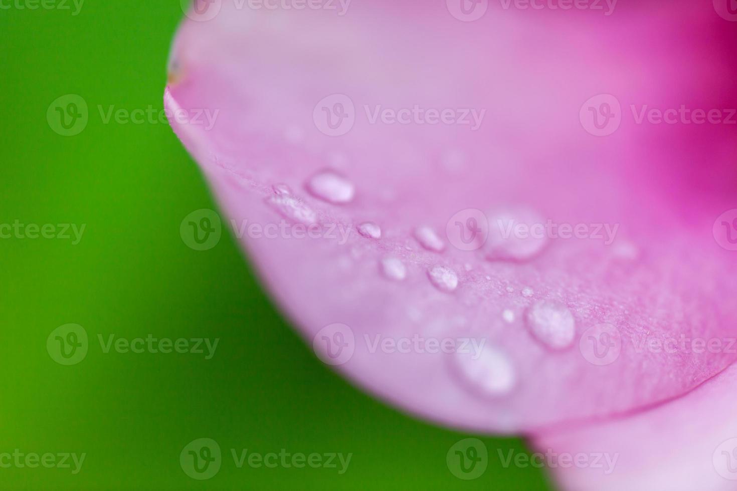 bella goccia d'acqua sui petali rosa foto