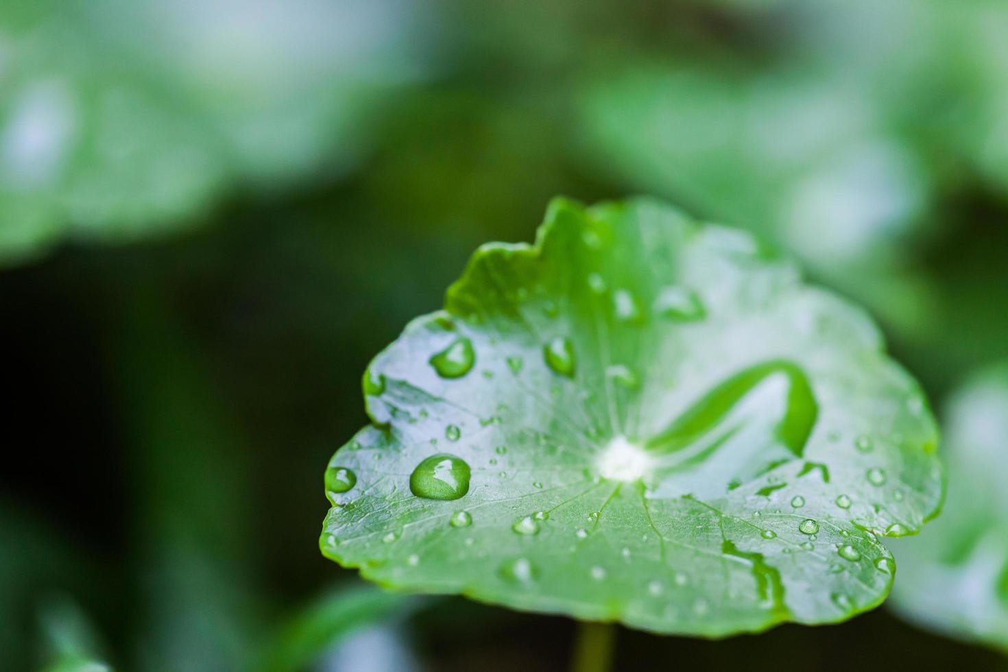 piove sulla foglia di loto verde con una goccia d'acqua foto