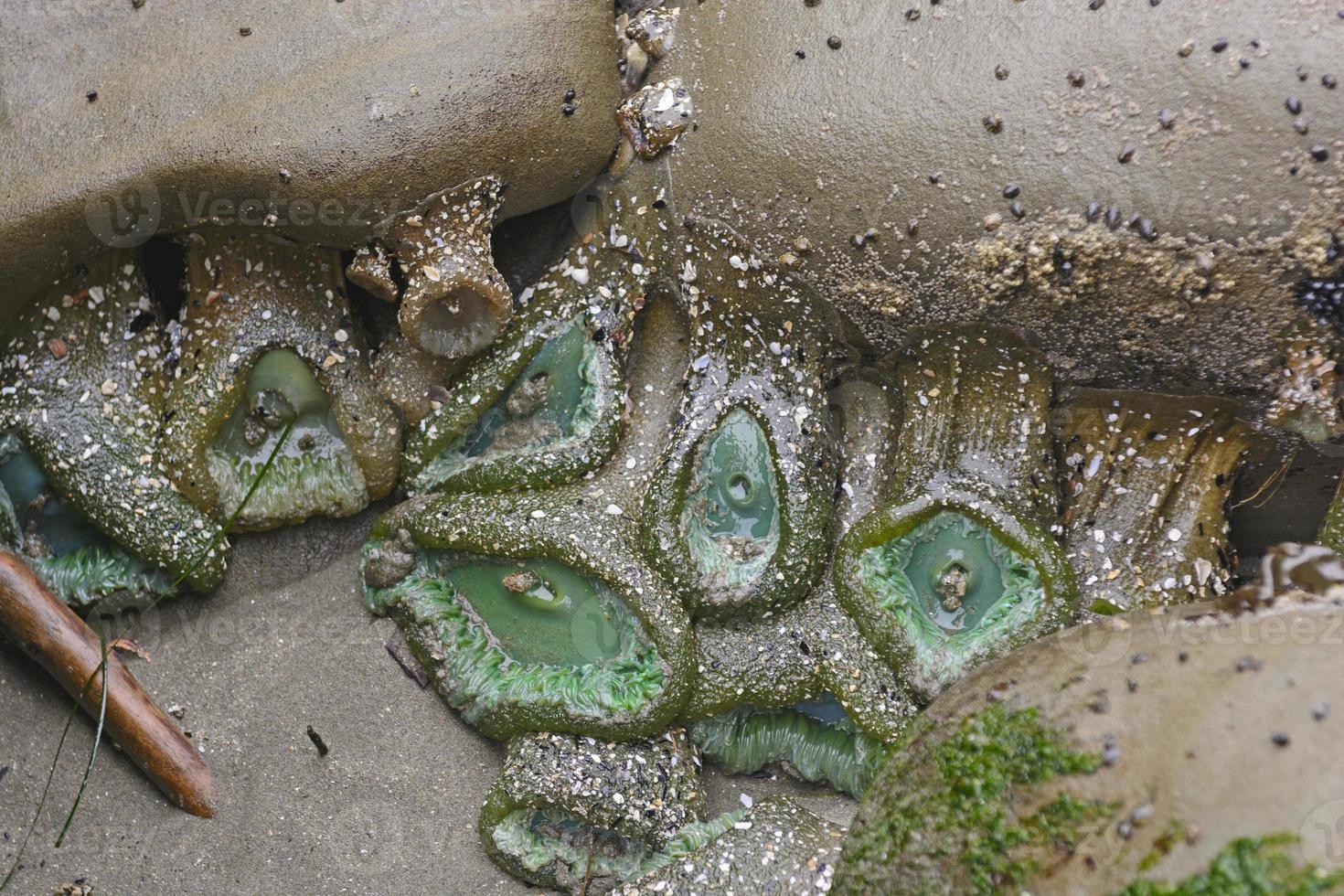 anemoni verdi in una pozza di marea foto