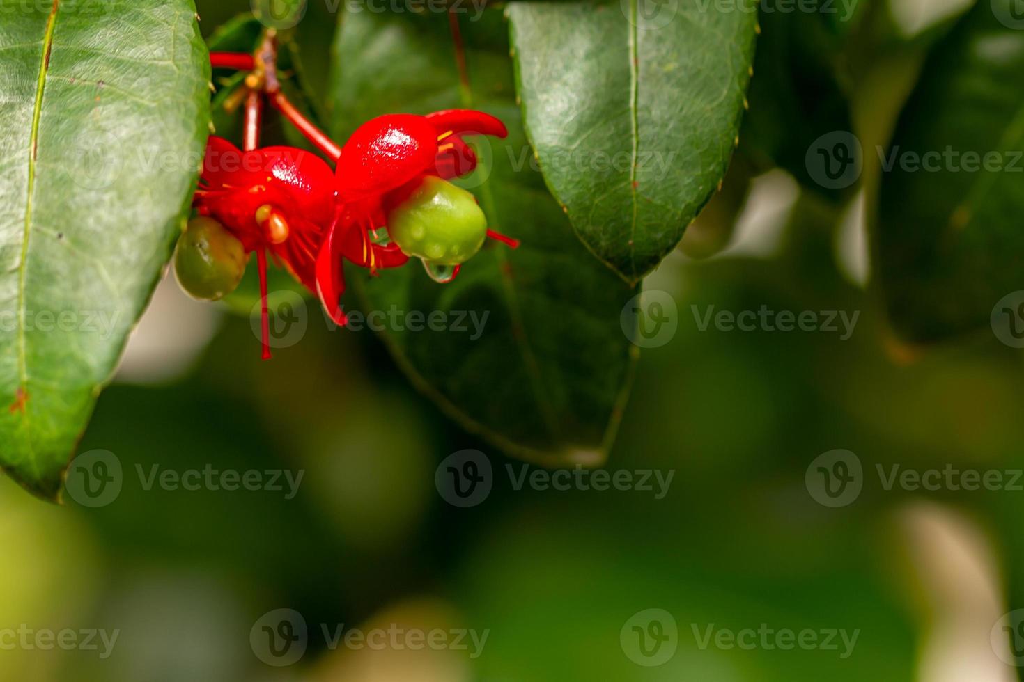 Topolino pianta in fiore con petali rosso vivo e pistilli verdi, usata per abbellire il giardino foto