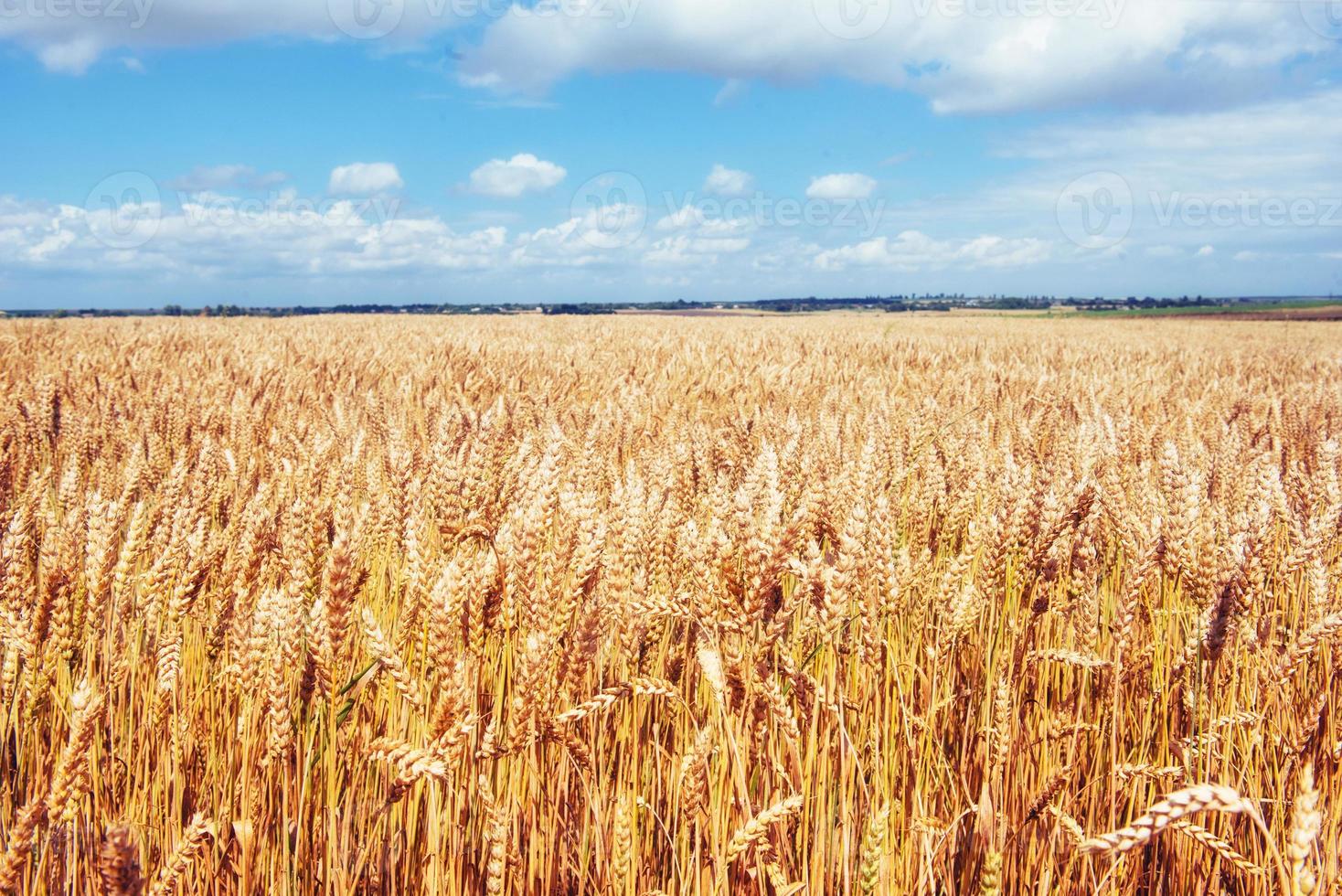 cielo blu e campo di grano dorato. foto