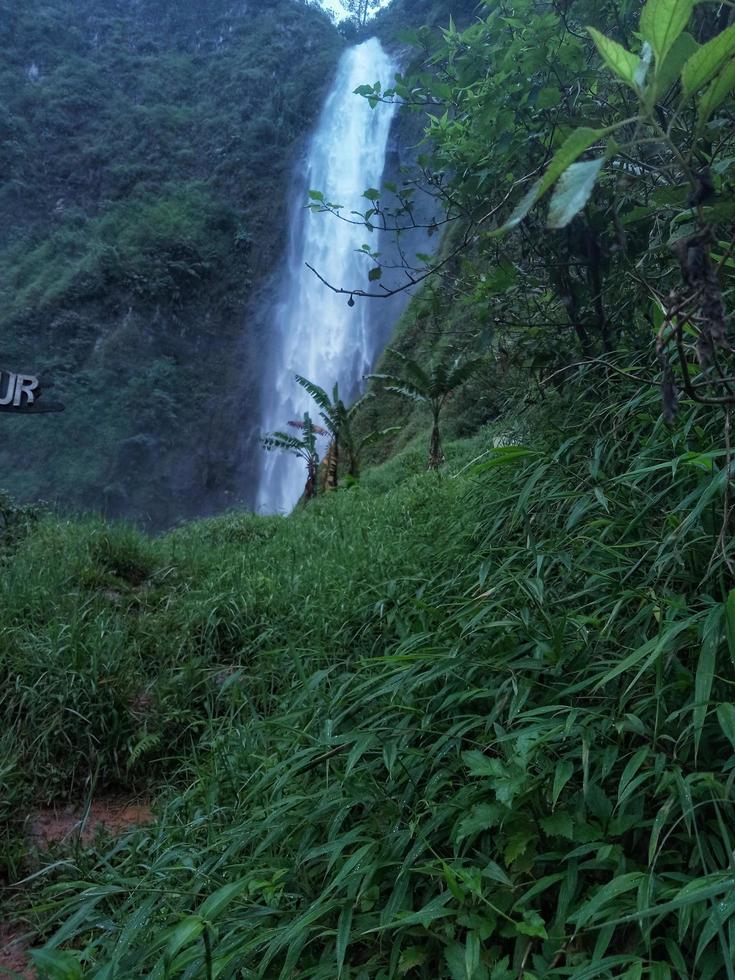 piante con cascate sullo sfondo foto