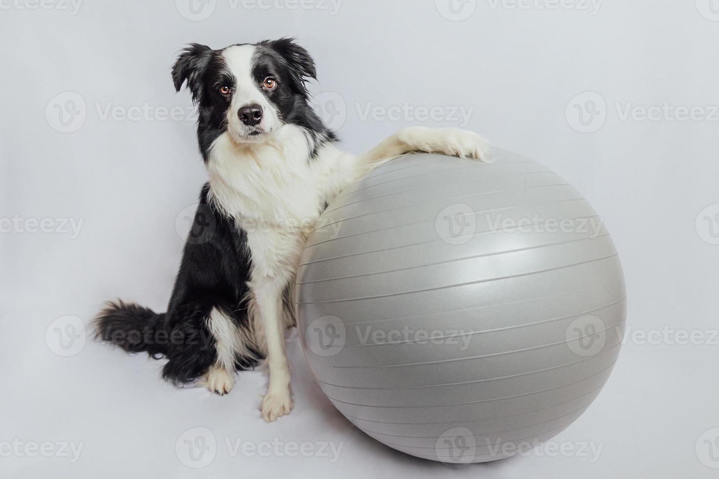divertente simpatico cucciolo di cane border collie praticando lezione di yoga con esercizio palla fitness isolato su sfondo bianco. cane che si allena con la palla da yoga in palestra. palla svizzera. concetto di stile di vita sano sport. foto