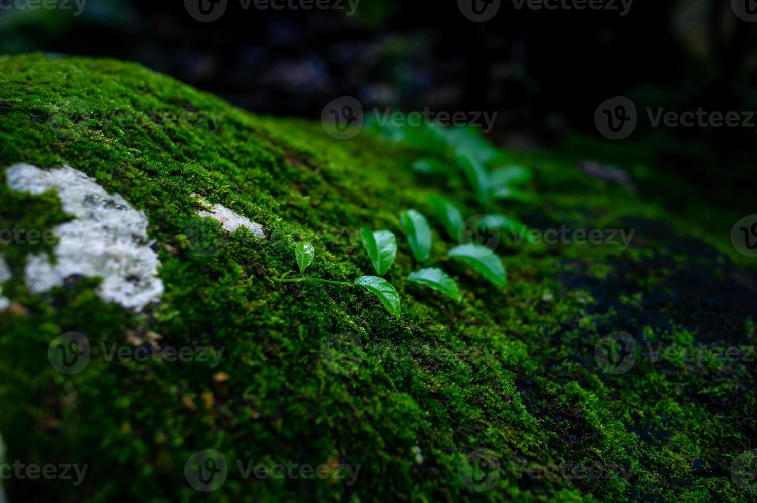 l'acqua del krai krai sale nella roccia nella foresta pluviale e ha una segheria verde. foto