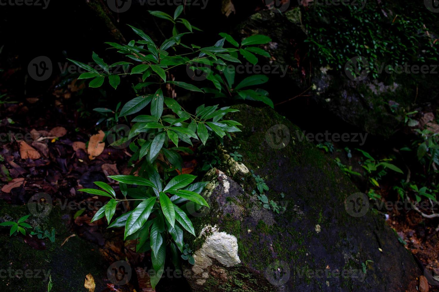 aree fertili verde bosco nell'area forestale foto