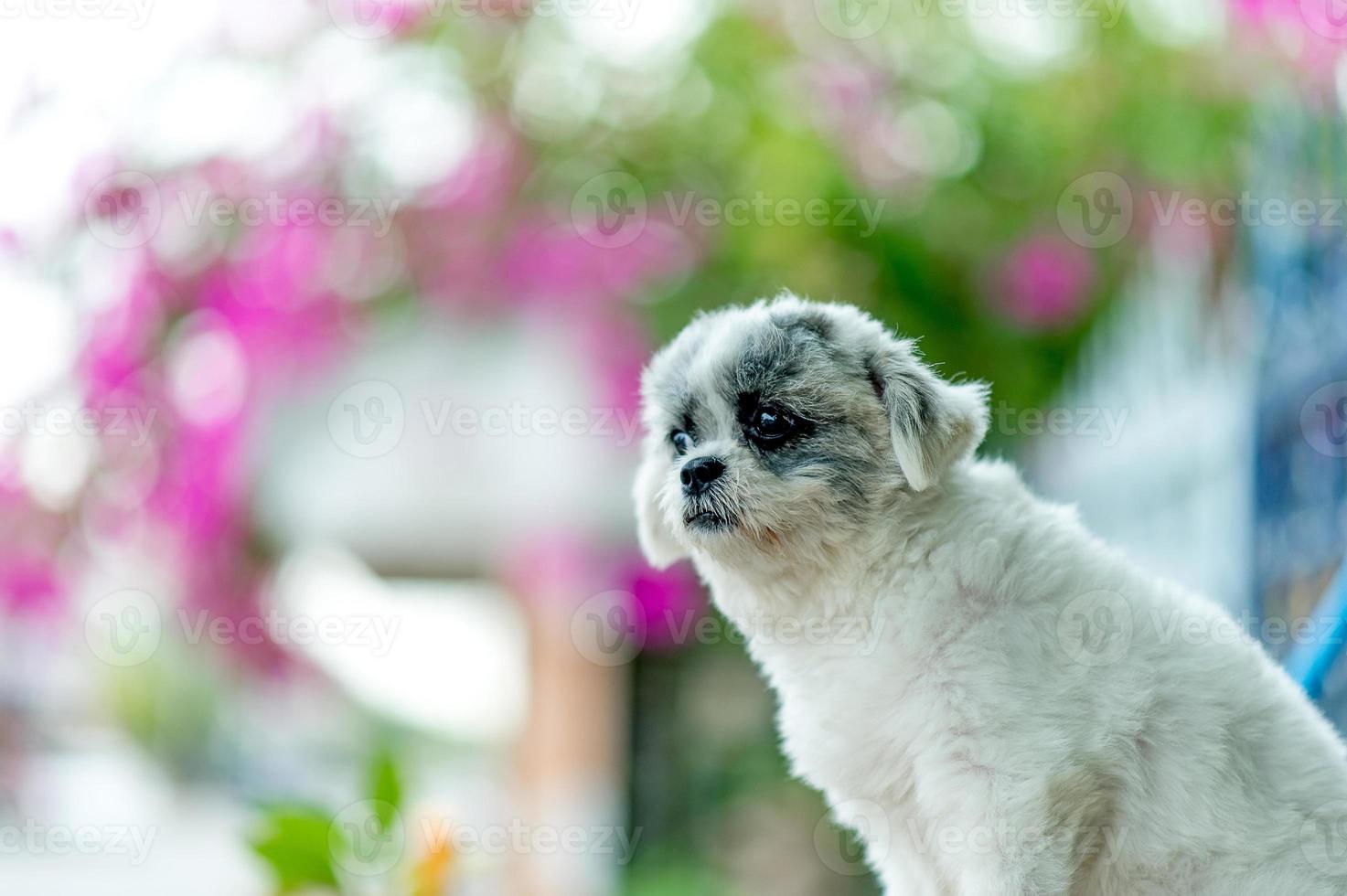 foto di cane bianco, servizio fotografico carino, concetto di cane d'amore