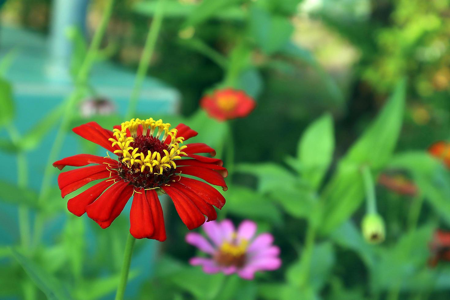 primo piano di fiori di zinnia rosso brillante sbocciano su uno sfondo sfocato di fiori e foglie verdi nel giardino fiorito. foto