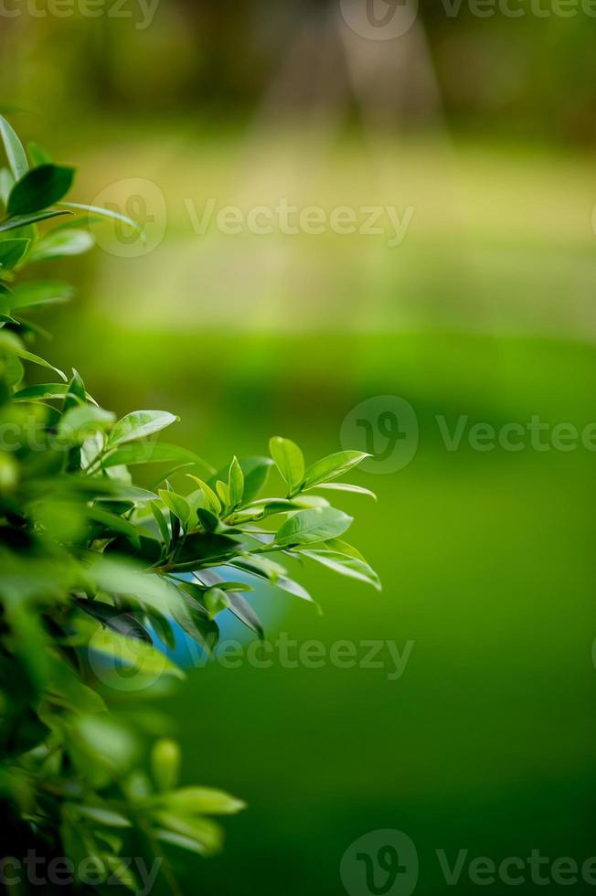 giovani germogli a foglia verde di foglie bellissimo, bellissimo concetto naturale foto