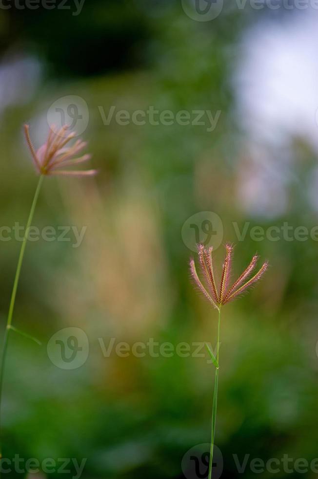 fiori di erba che si presentano naturalmente nella stagione delle piogge fertili foto