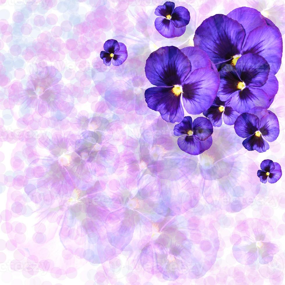 fiori delicati viola, cornice, sfondo, carta, invito foto
