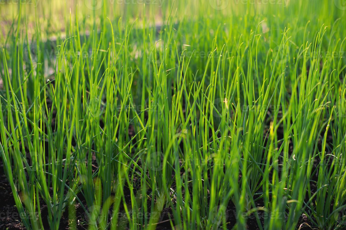 cipolla dal concetto di ortaggi biologici in giardino in crescita foto