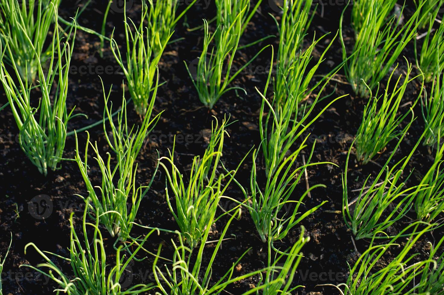 cipolla dal concetto di ortaggi biologici in giardino in crescita foto