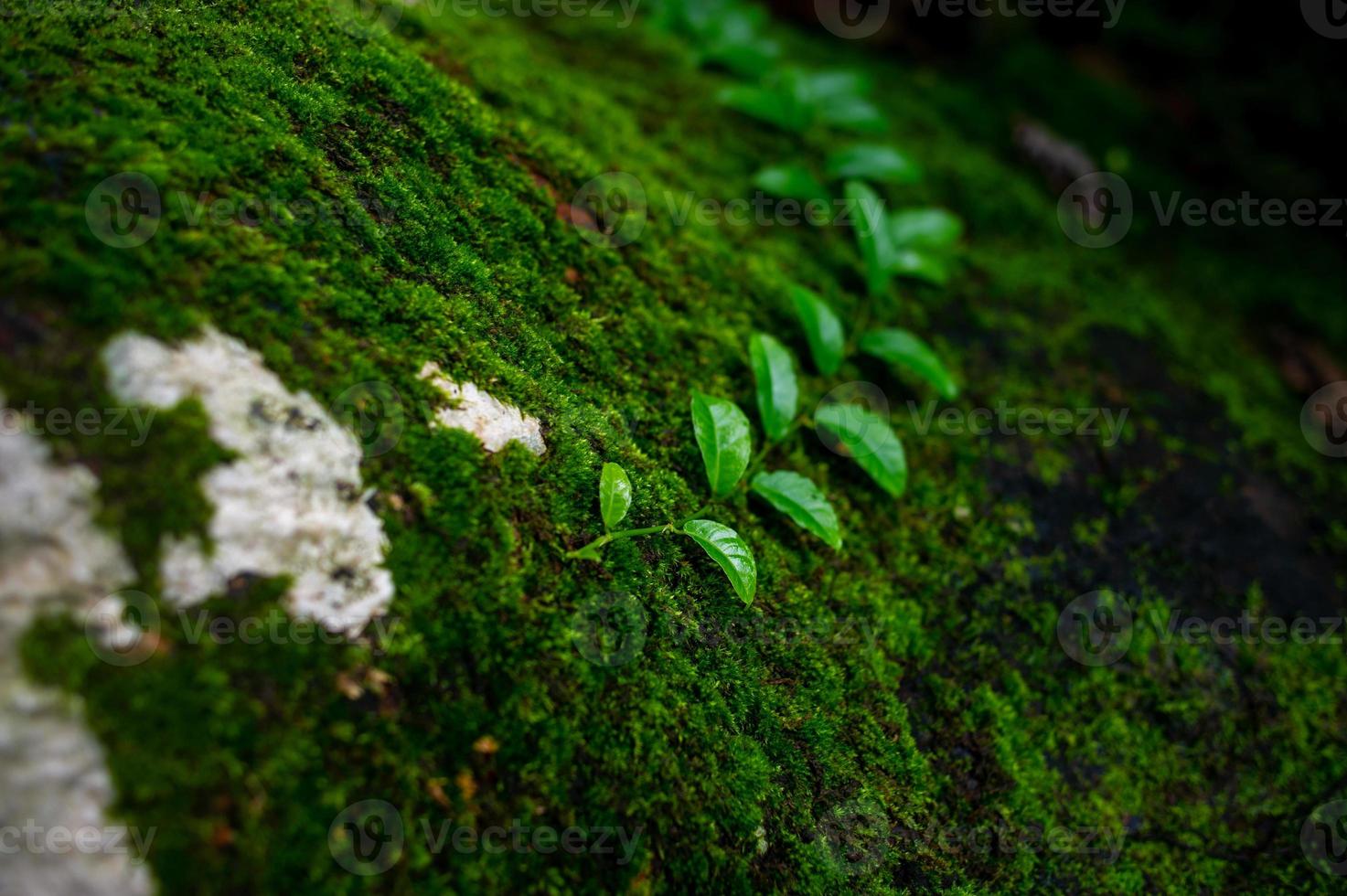 l'acqua del krai krai sale nella roccia nella foresta pluviale e ha una segheria verde. foto