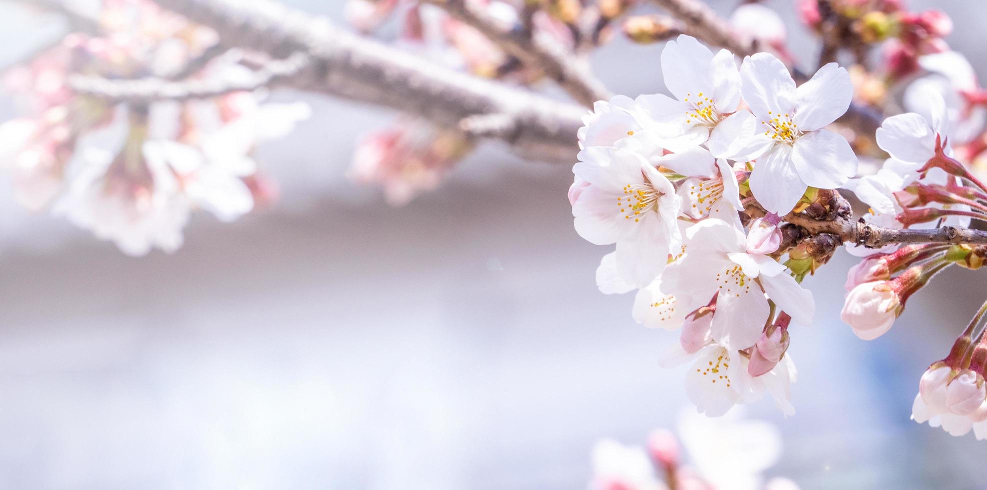 bellissimi fiori di ciliegio yoshino sakura prunus yedoensis albero fiorito in primavera nel parco del castello, copia spazio, primo piano, macro. foto