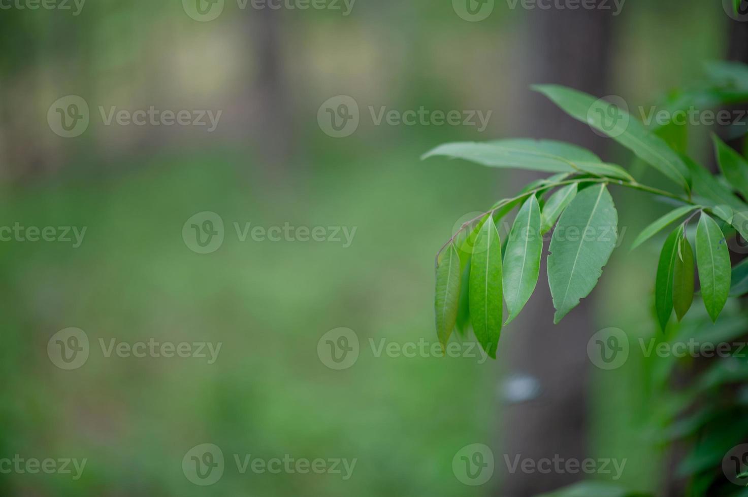 le foglie verdi sono nell'area verde nella stagione delle piogge. concetti naturali abbondanti foto