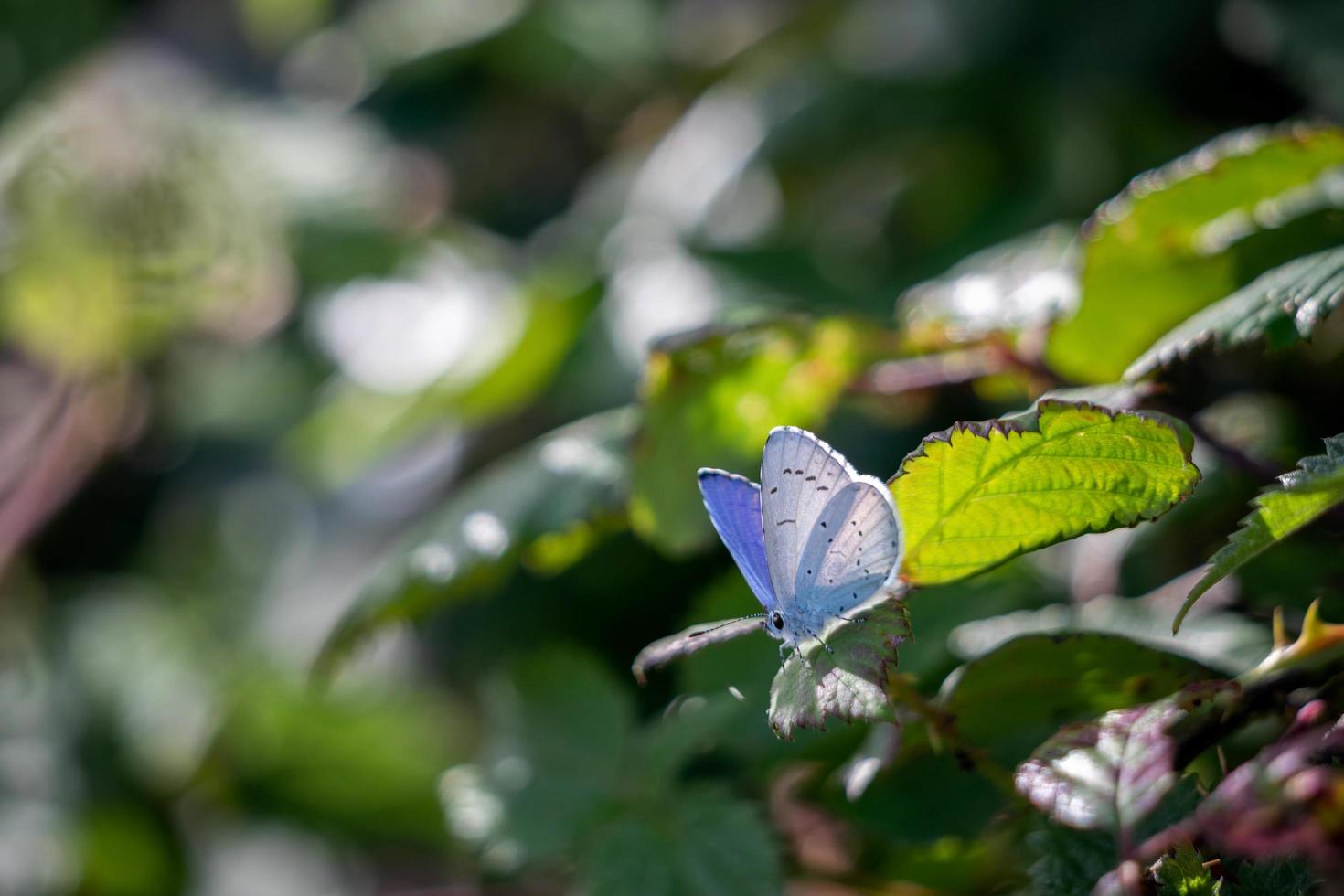 agrifoglio blu che riposa su una pianta vicino a un piccolo paradiso nel pembrokeshire foto