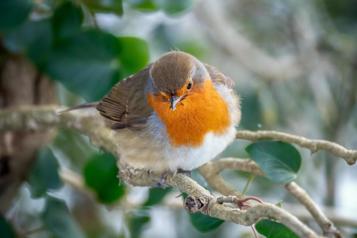 pettirosso in cerca di allerta in un albero in una fredda giornata invernale foto